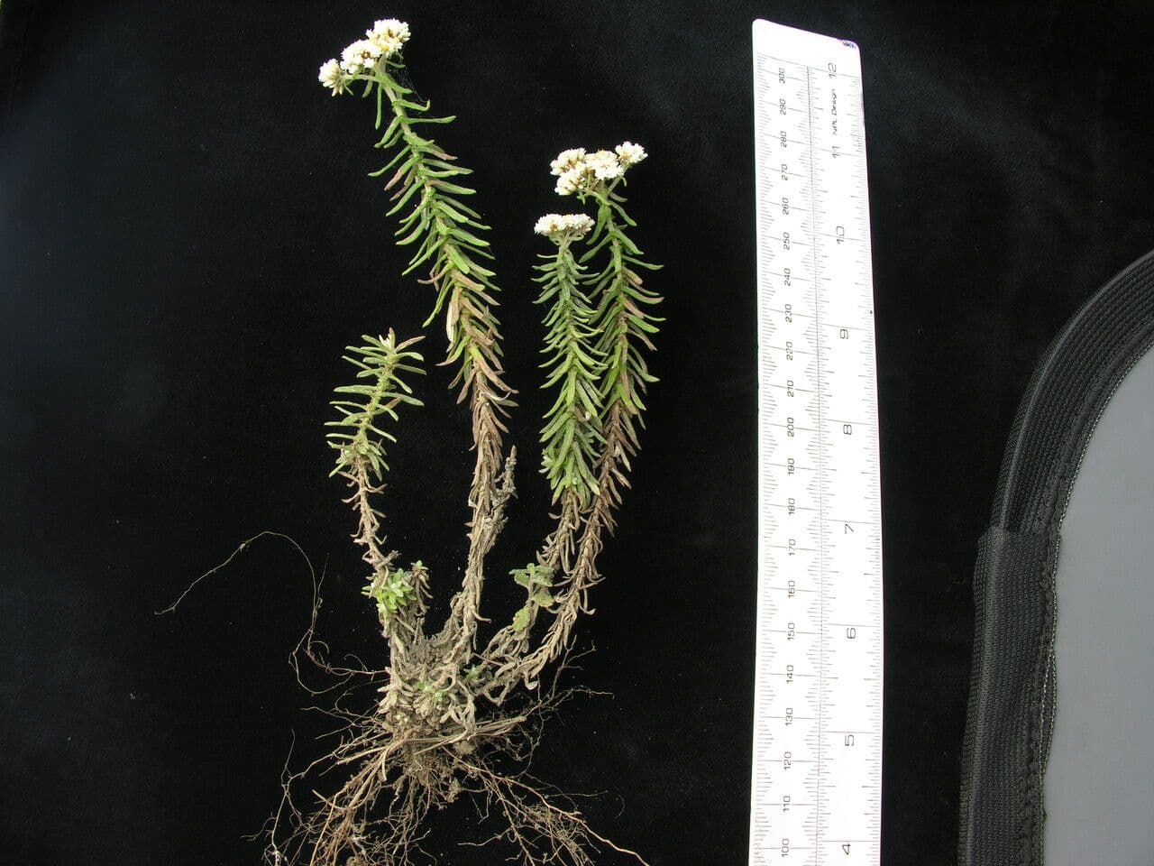 Anaphalis contorta 11