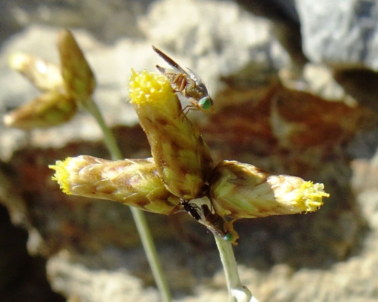 Phagnalon 10