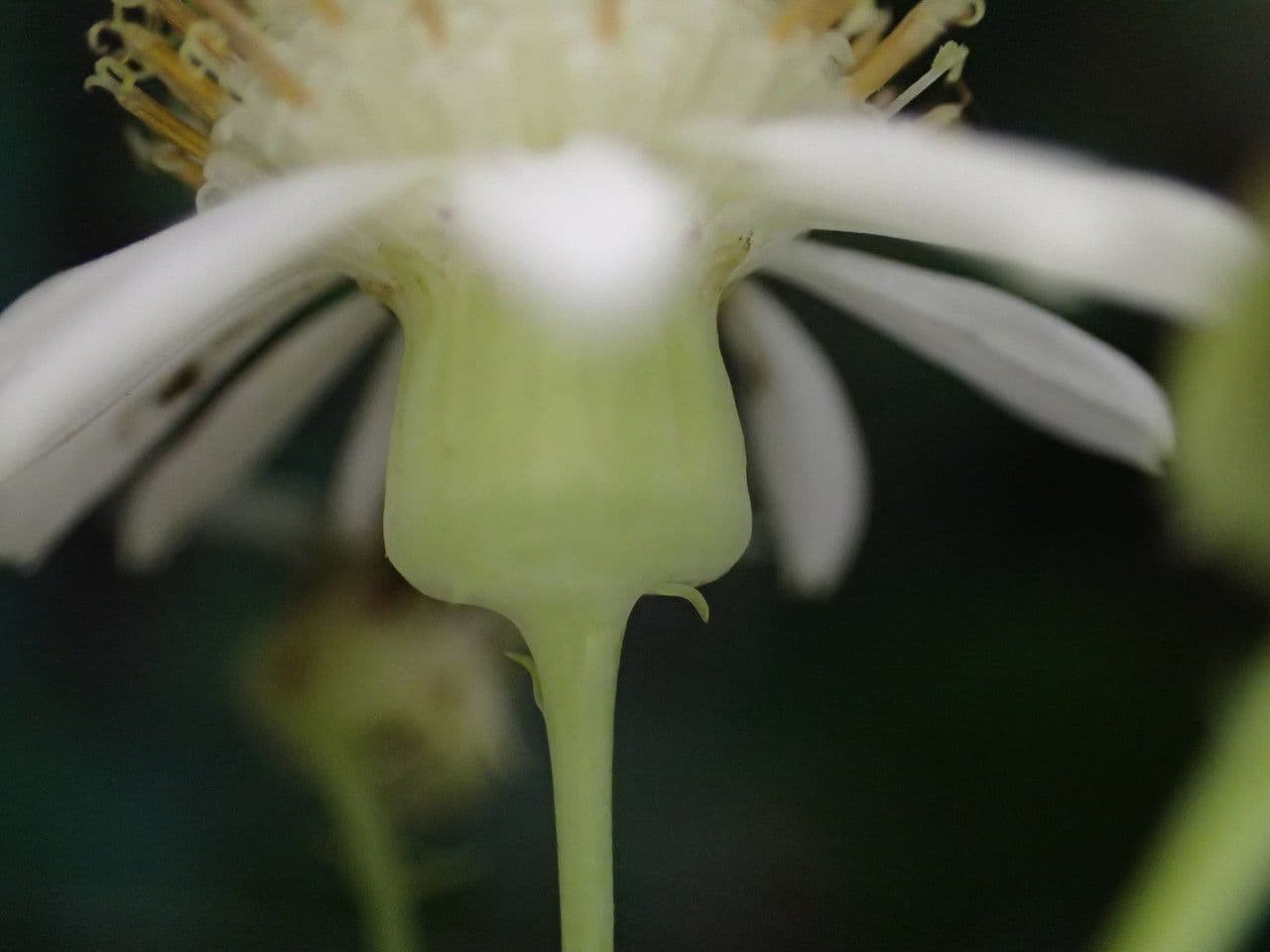 Pericallis 2
