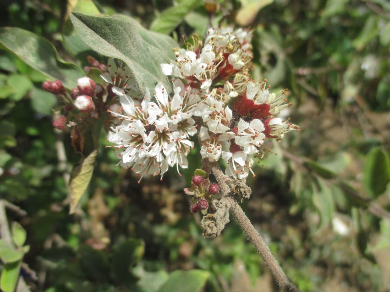 Combretum 8