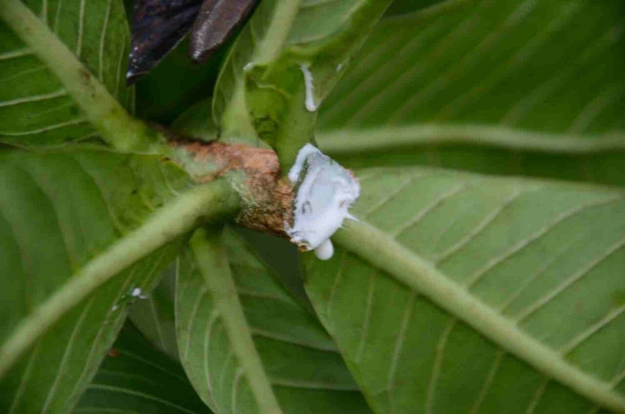 Himatanthus 11