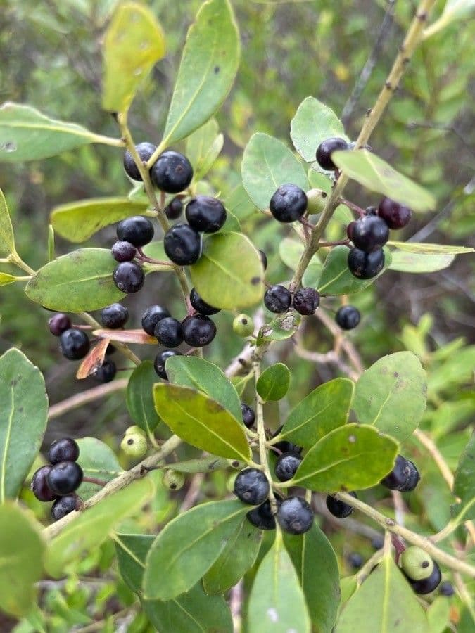Ilex glabra 18