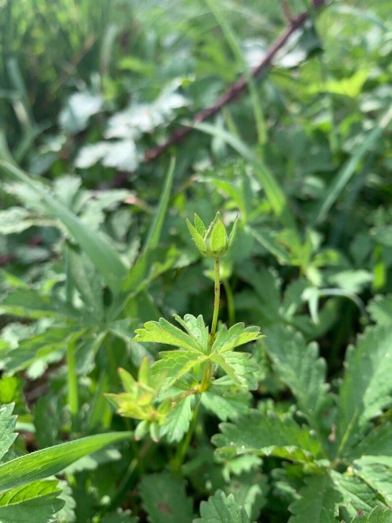 Cinquefoglie comune 2