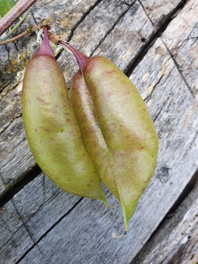 Baggienna 2