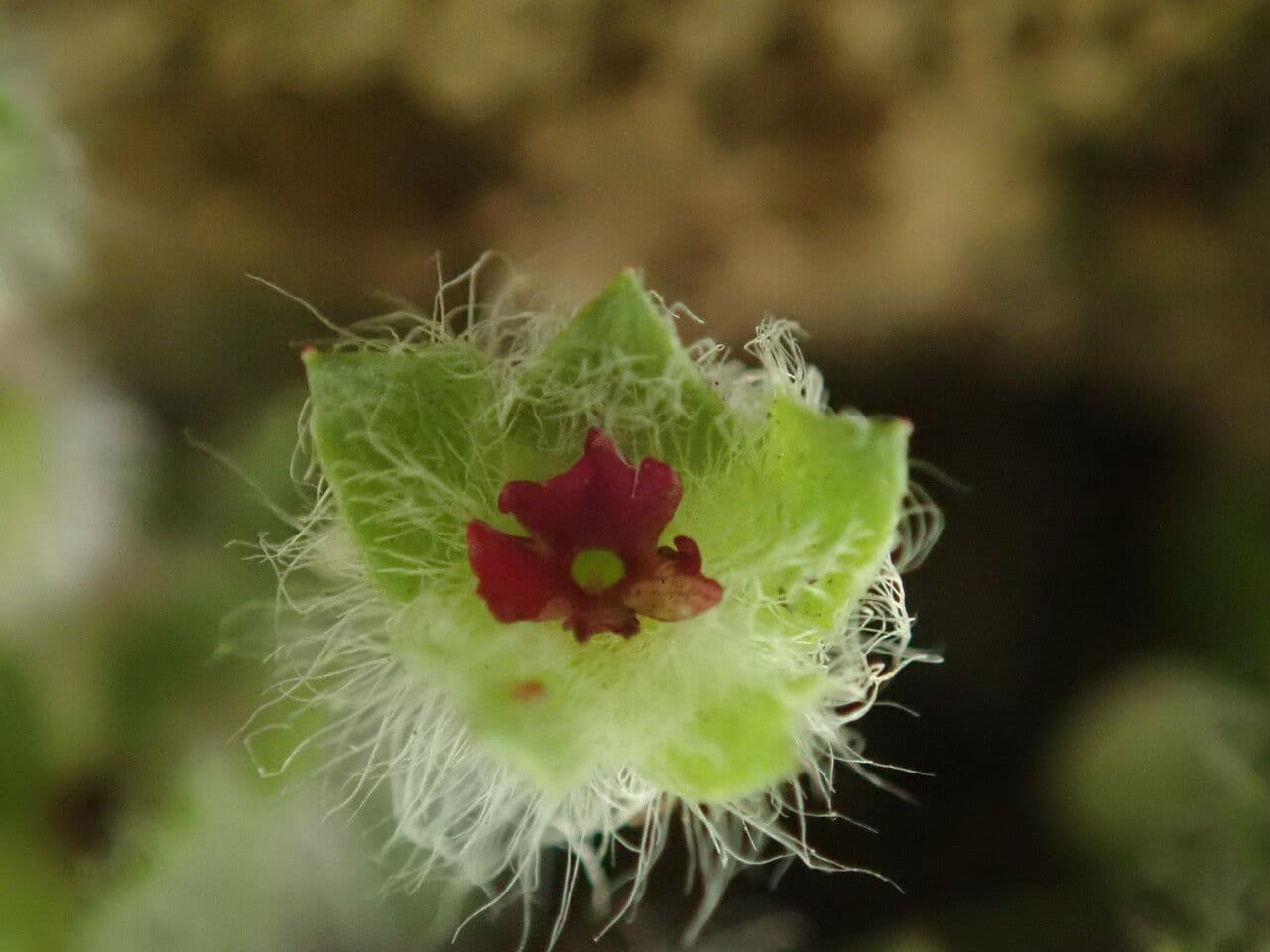 Androsace rotundifolia