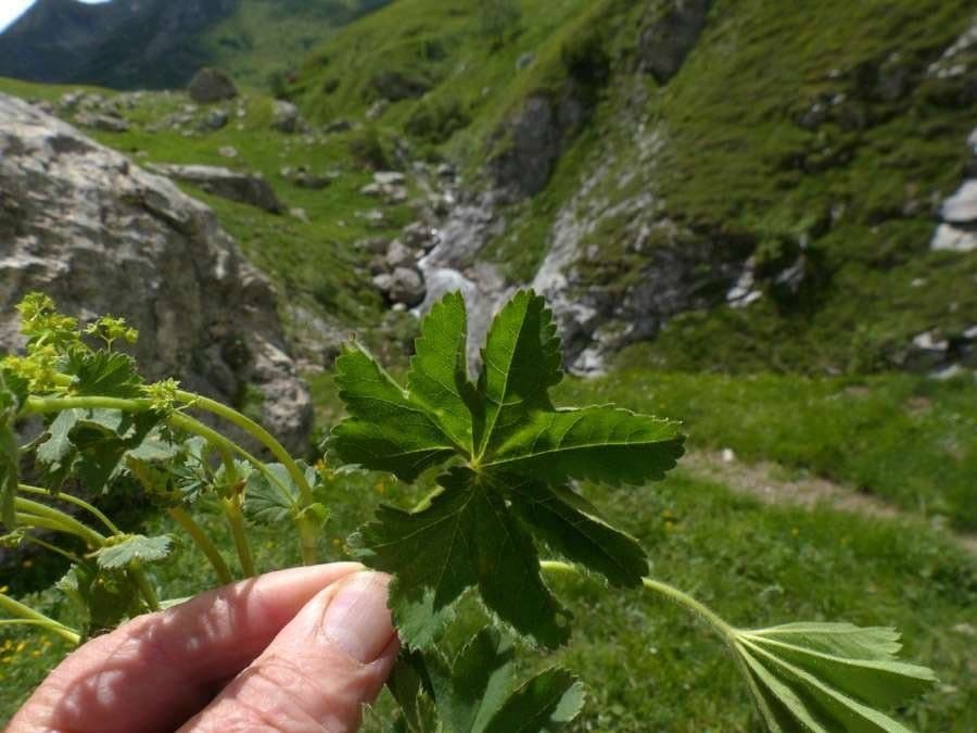 Alchemilla 4
