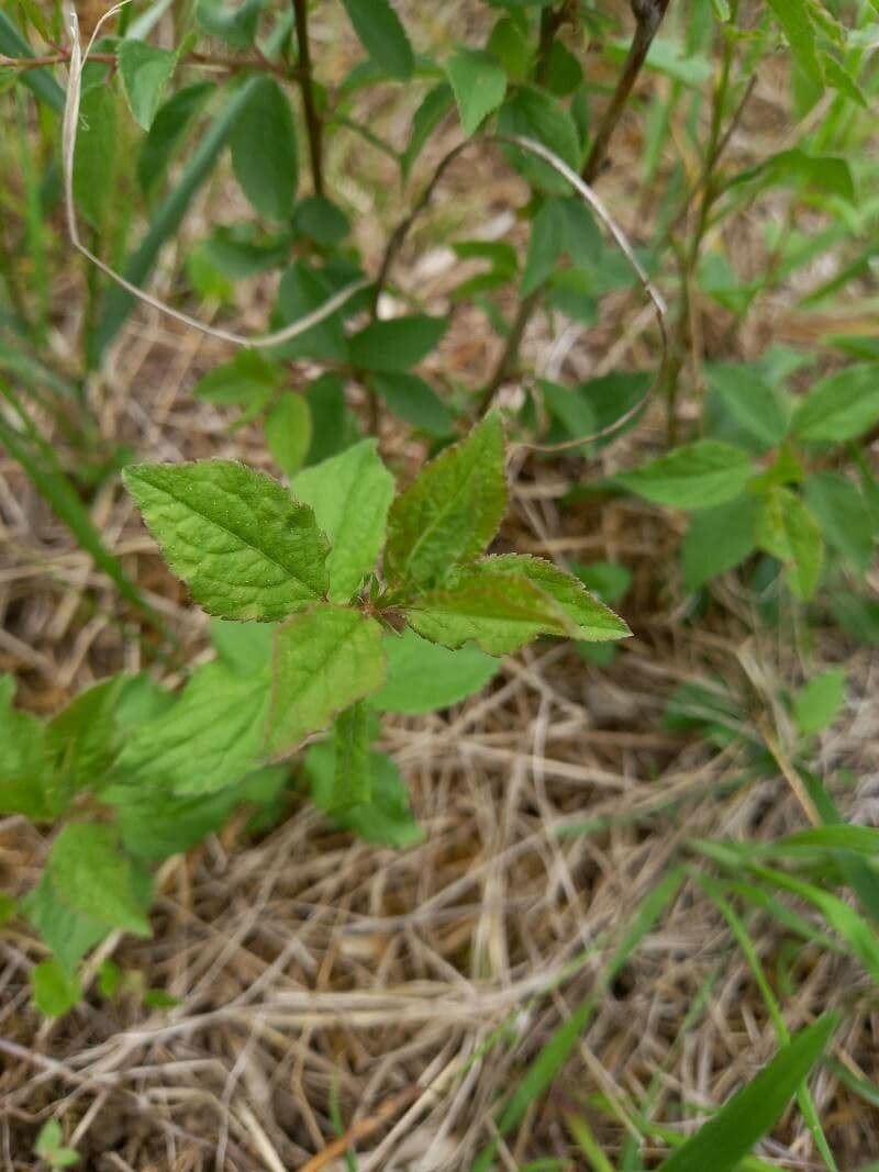 Chinese bush cherry 10