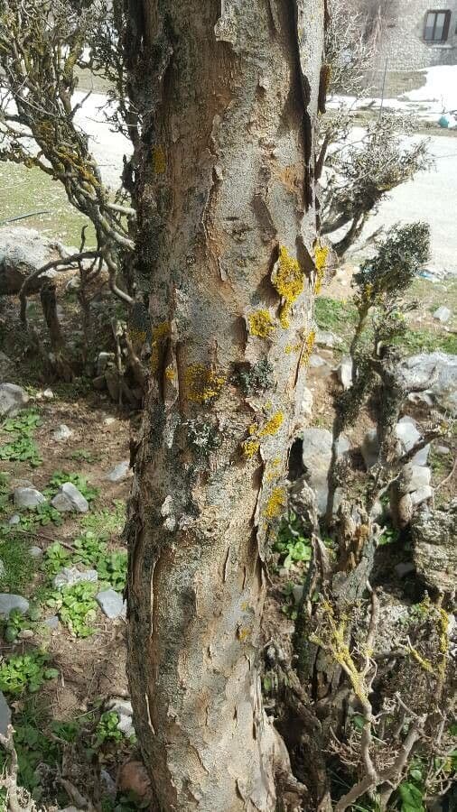 Zelkova cretese 12