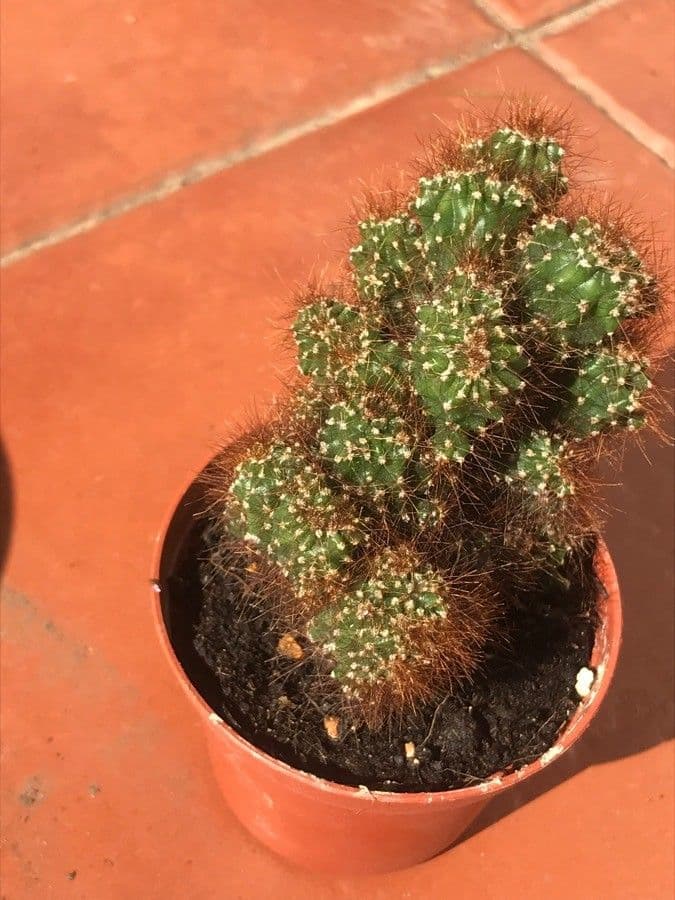 Cactus mela del Perù 12