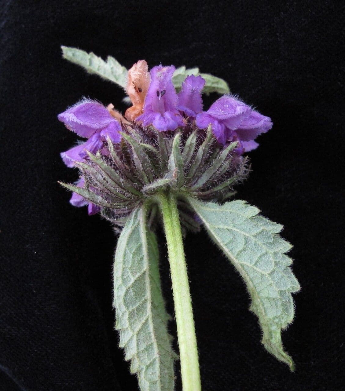 Phlomoides bracteosa 3