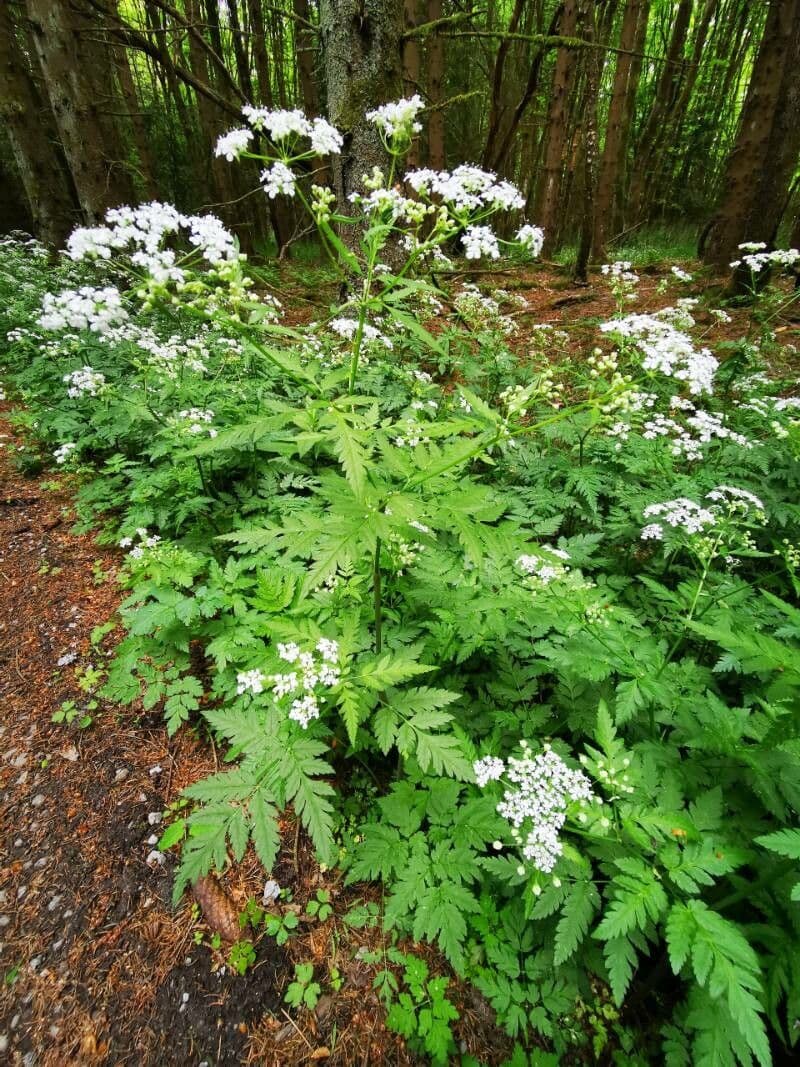 Cerfoglio selvatico 14