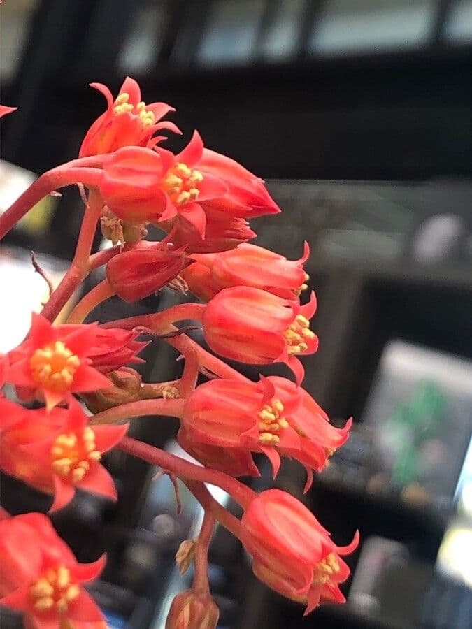 Echeveria 4