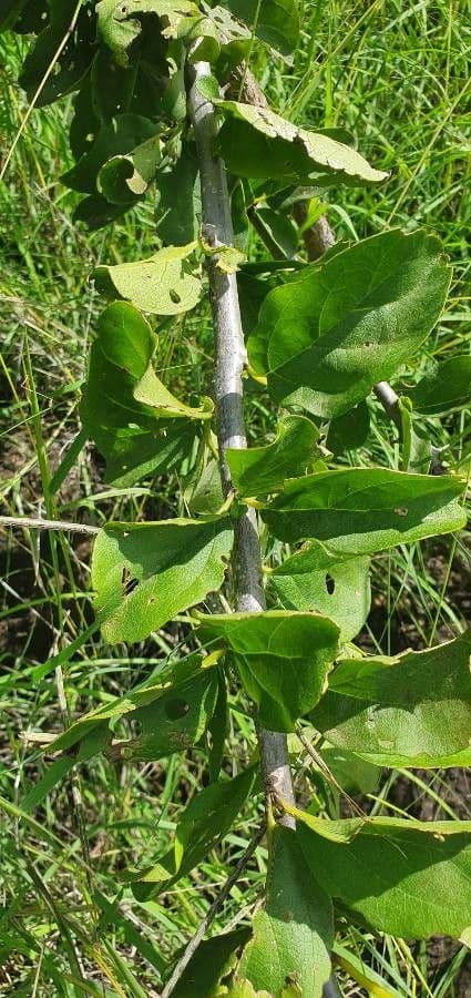 Sesamothamnus 16