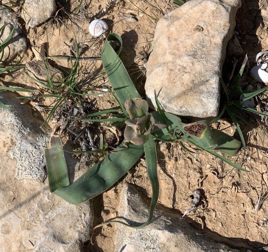 Bellevalia