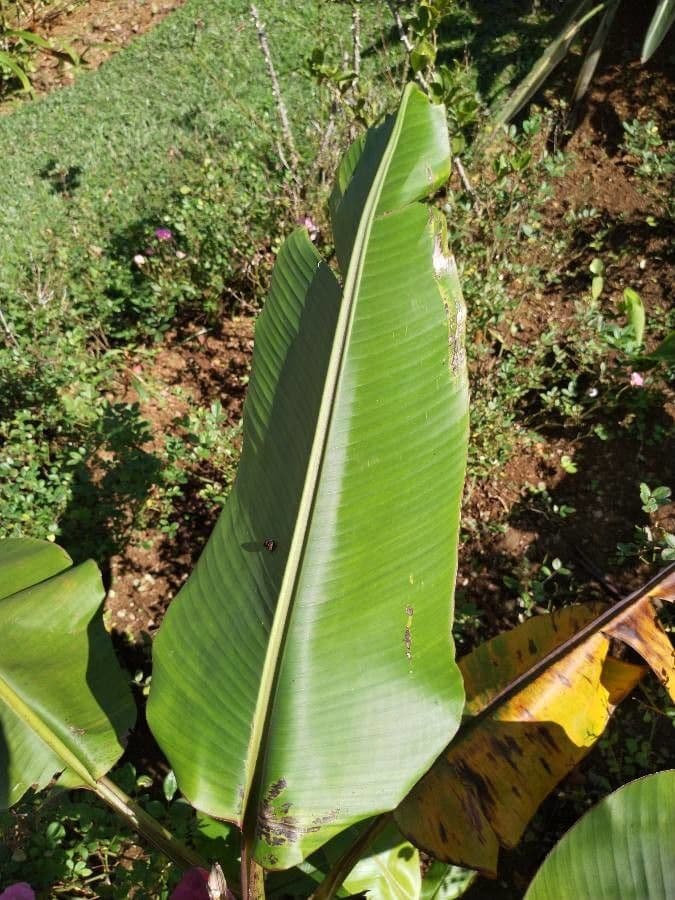 Bananovník“, “ 20