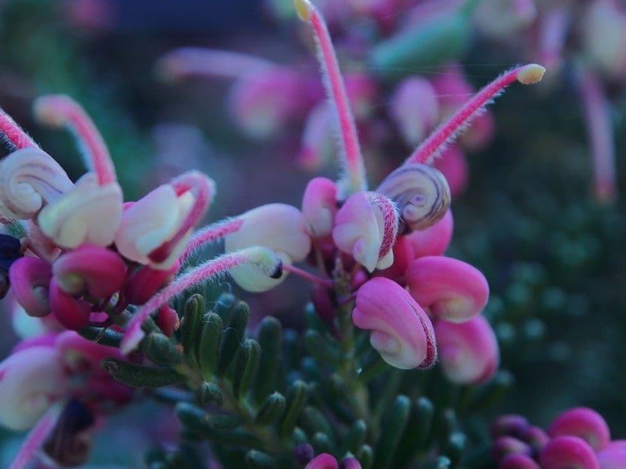 Grevillea lanosa 2