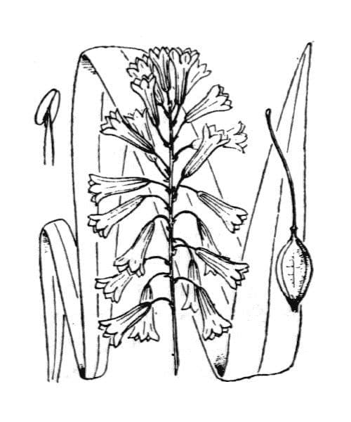 Bellevalia trifogliata 13
