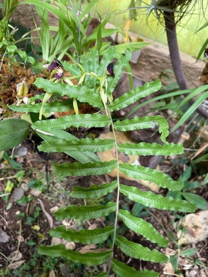 Orchidea conchiglia 11