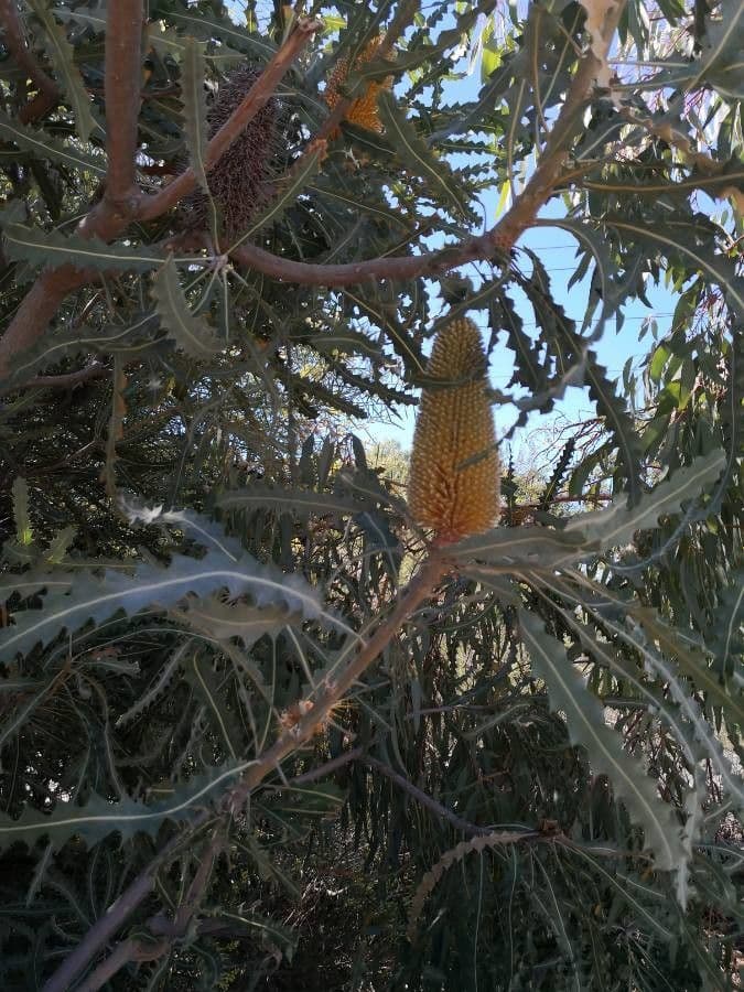 Banksia