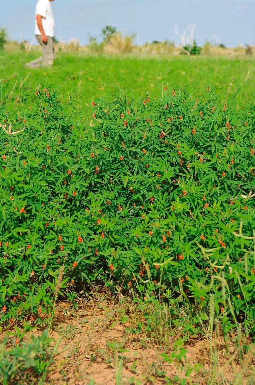 Indigofera 8