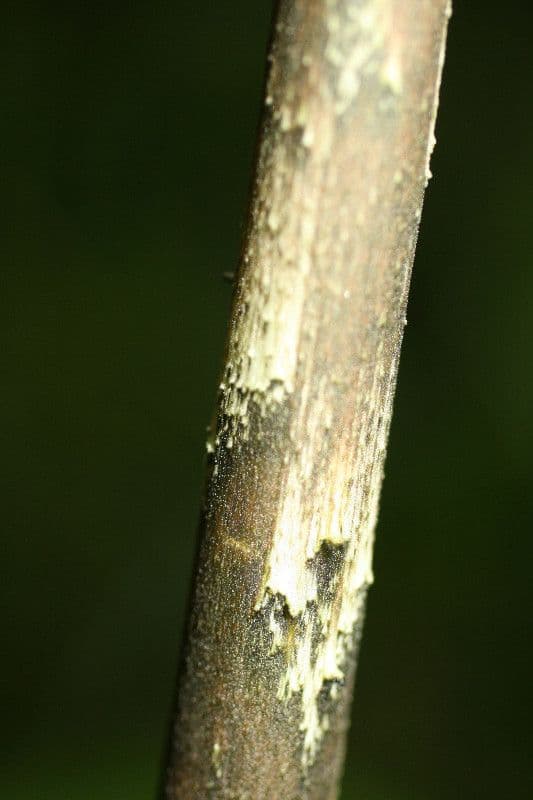 Dracontium 14