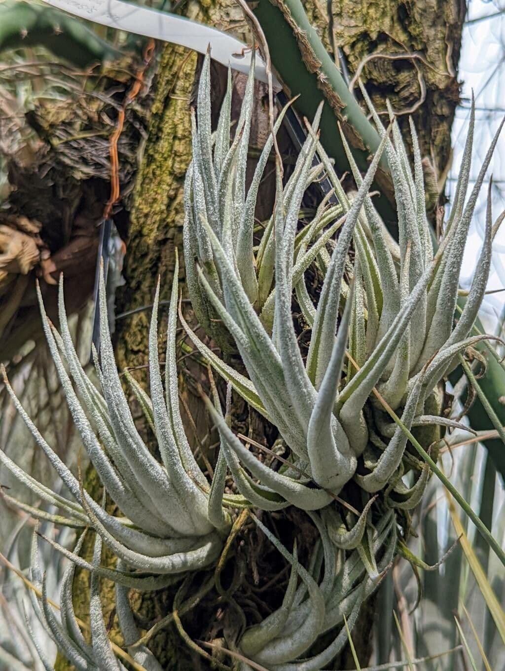 Tillandsia