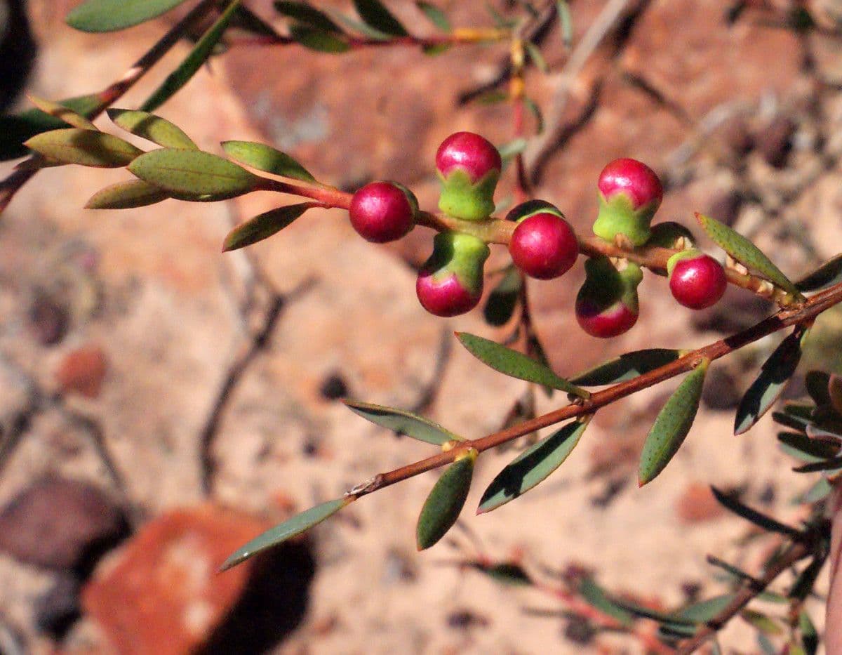 Melaleuca radula