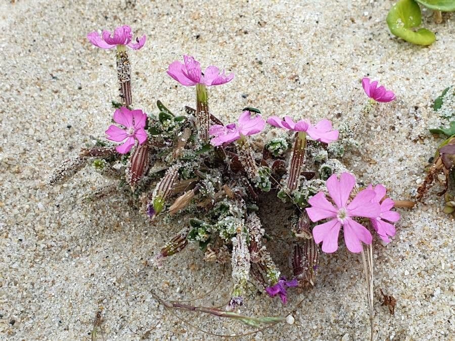 Silene littorea 6