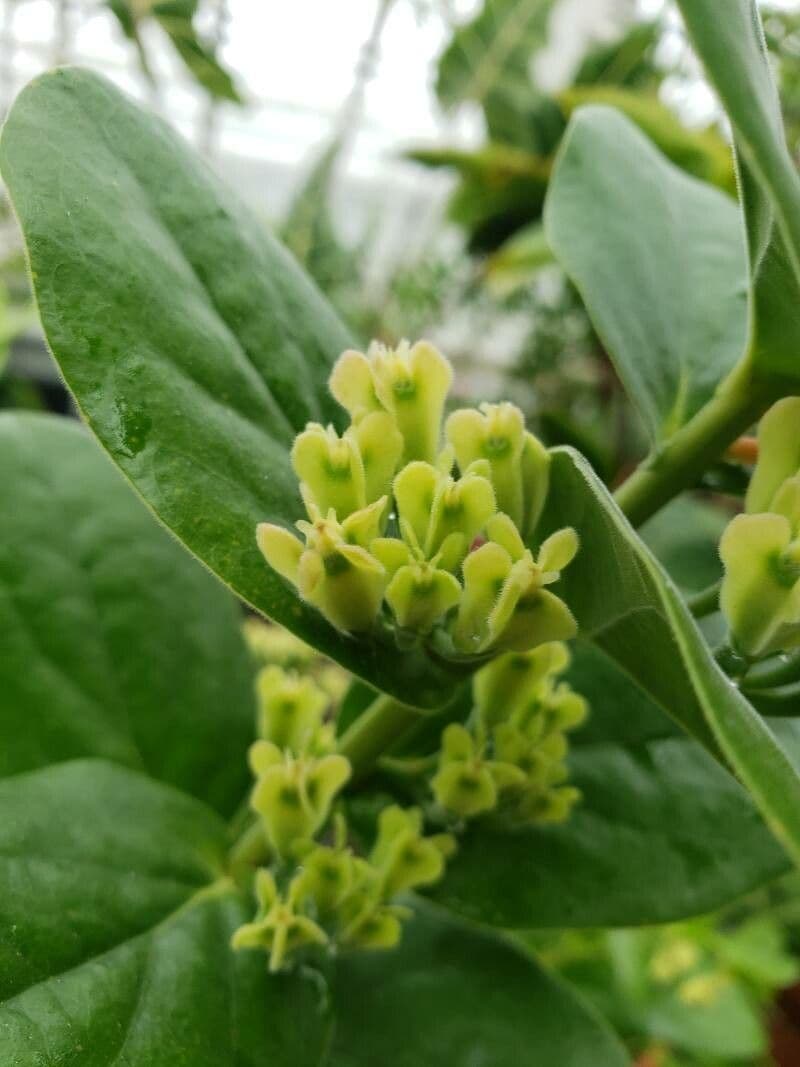 Macleania
