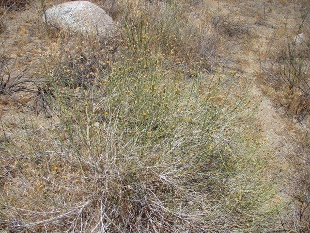 Bebbia juncea 12