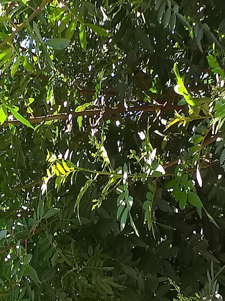 Pistacia 21