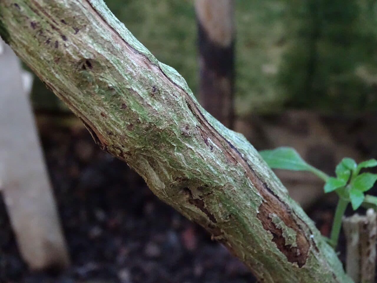 Schistocarpha 10