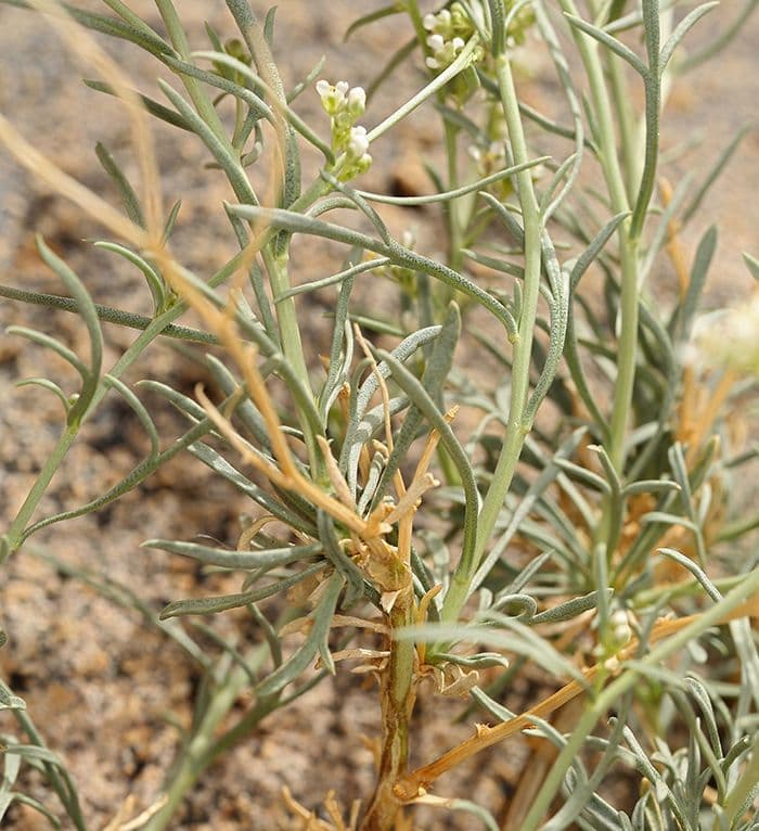 Lepidium fremontii 11