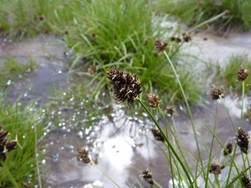 Stinking sedge 2