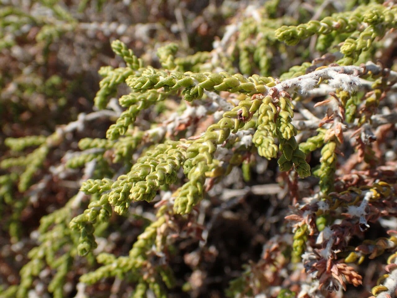 Timelea irsuta 30
