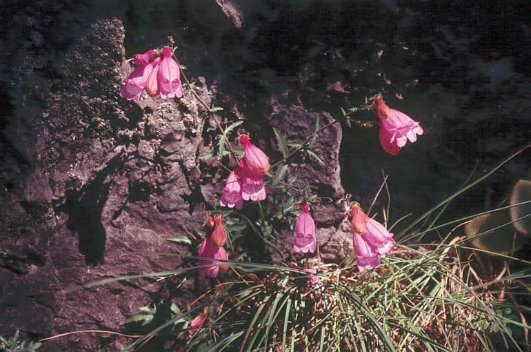Penstemon rupicolo 7