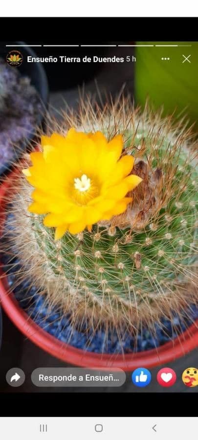 Parodia a semi piccoli 8