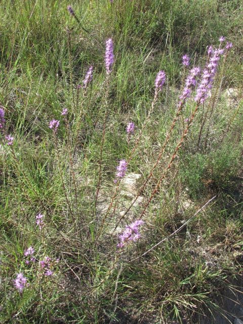 Liatris punctata 9