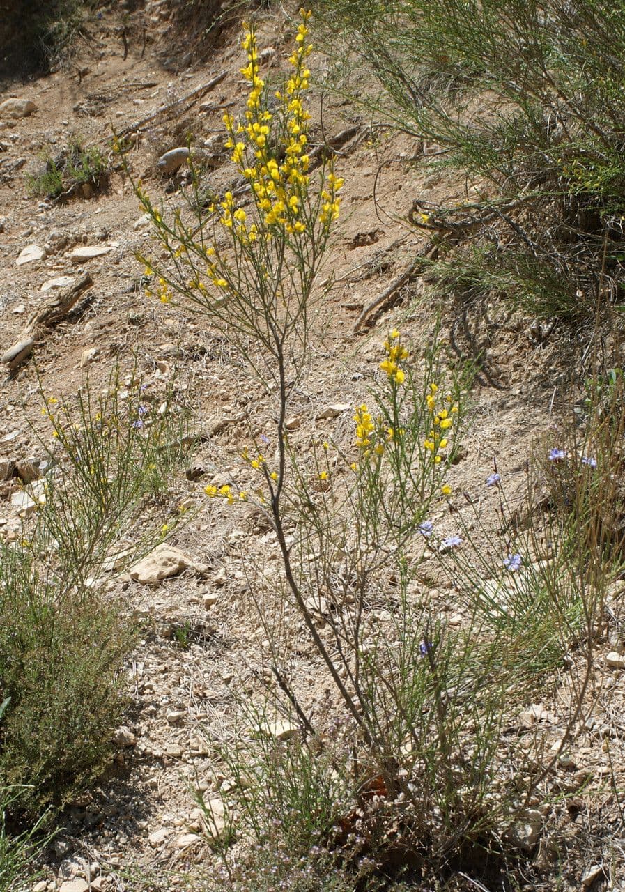 Ginestra cenerina 14
