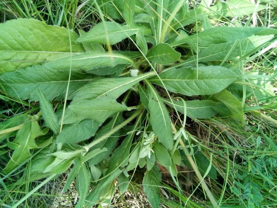 Knautia 2