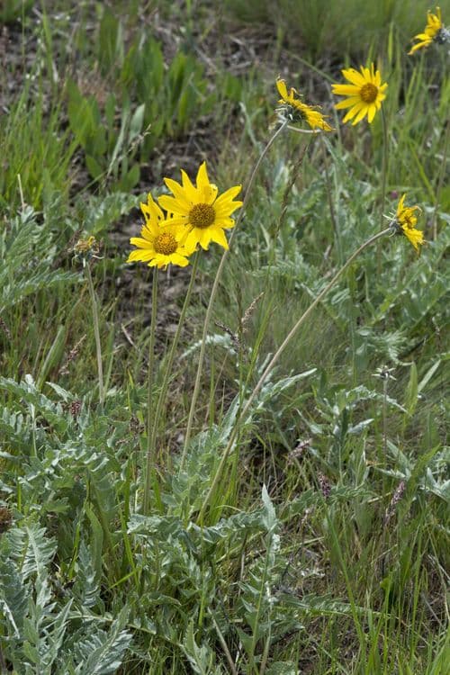 Grauer Balsamwurzel 5