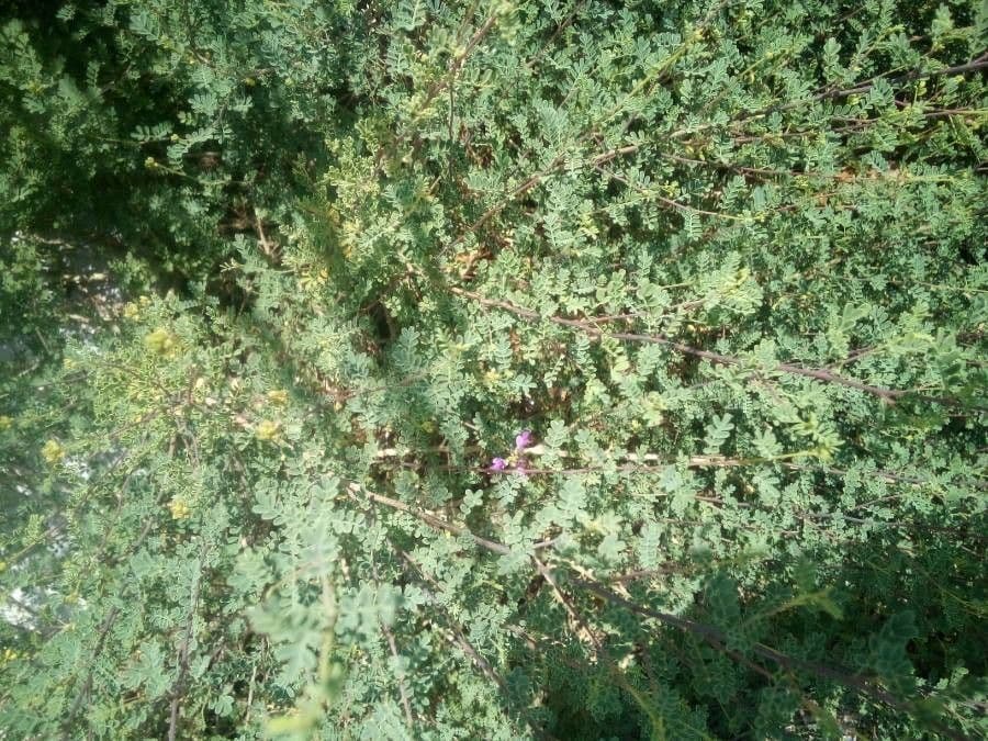 Dalea formosa 12
