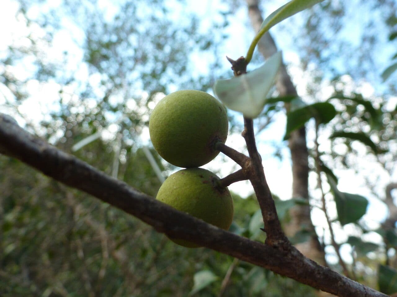 Pouteria 3