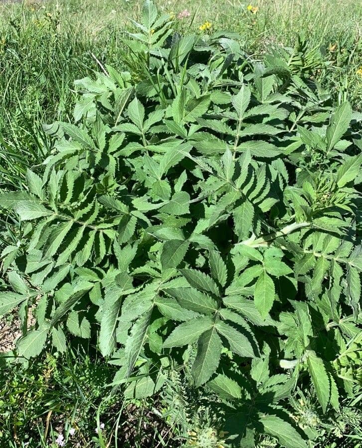Cephalaria alpina 18