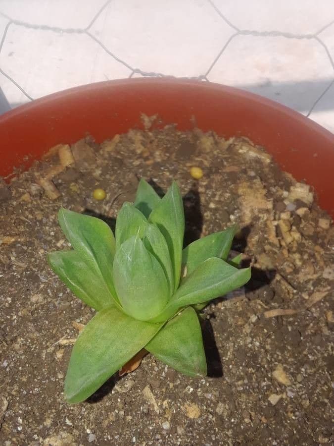 Haworthia 21