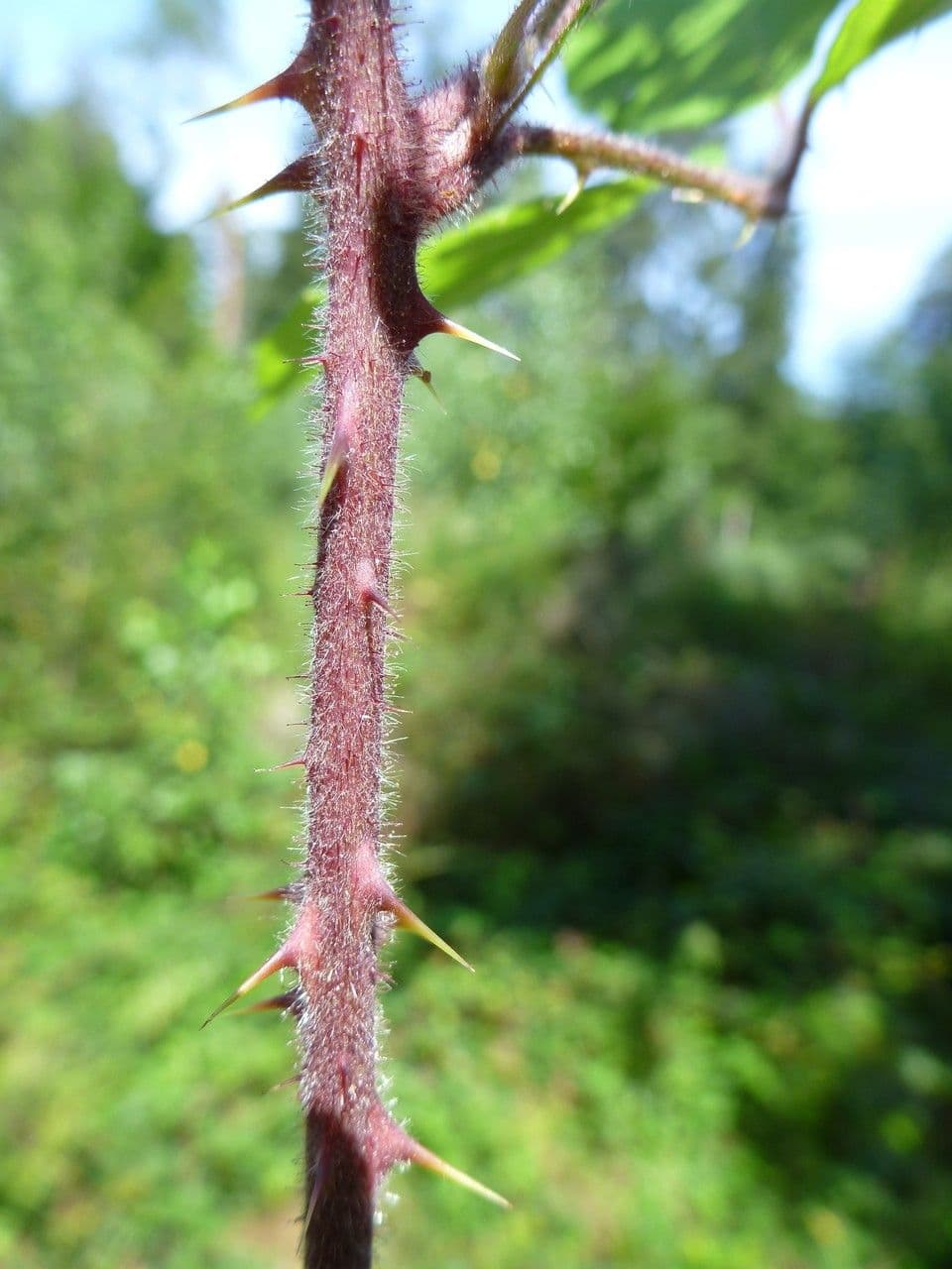 Rovo 6