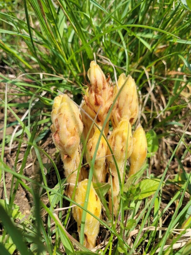 Succiamele garofanato 14
