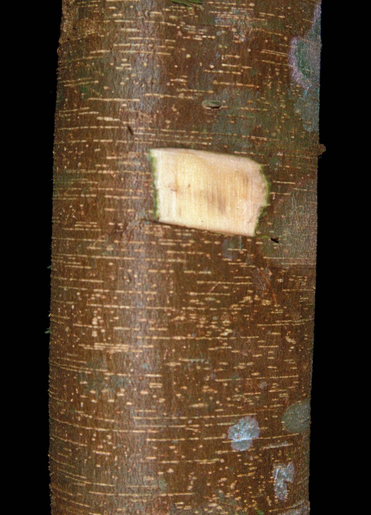 Inga 8