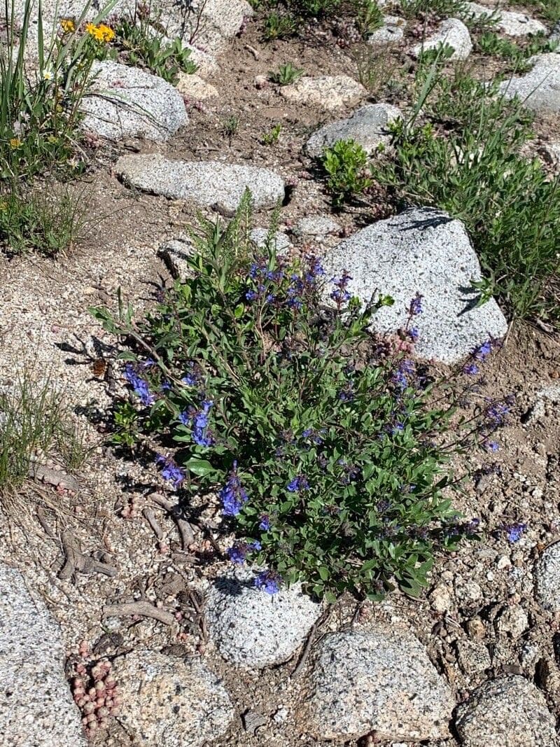 Penstemon basso 11