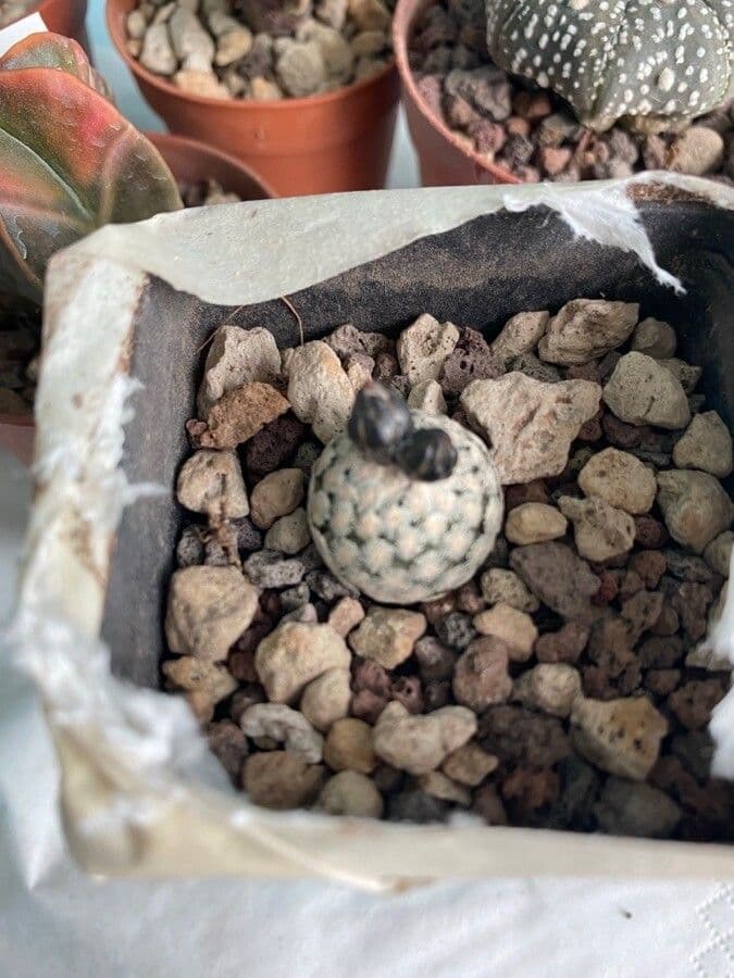 Turbinicarpus 2